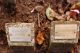 Grave markers of Francis Oswald HERD (1882-1951) and his wife Maud Cecelia (m.n. LAMB, 1883-1956).